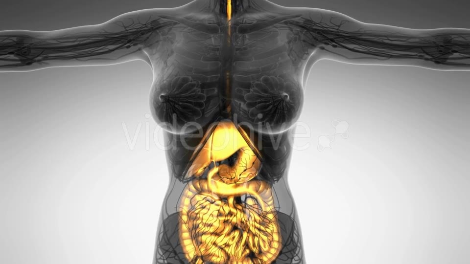 Human Body With Visible Digestive System - Download Videohive 18009292