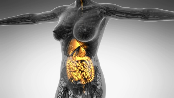 Human Body With Visible Digestive System - Download Videohive 18009292