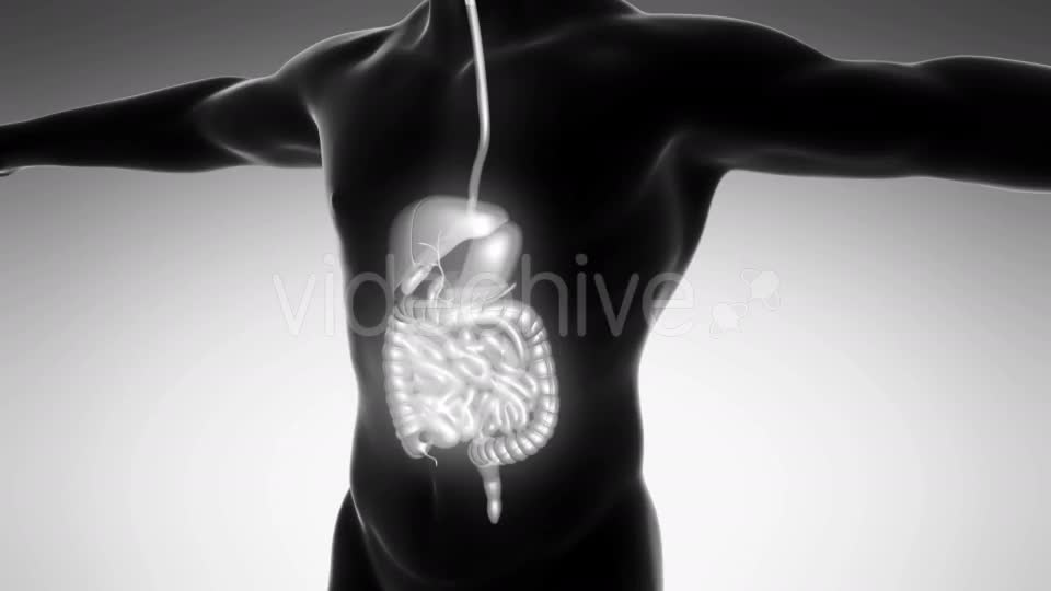 Human Body With Visible Digestive System - Download Videohive 18009302