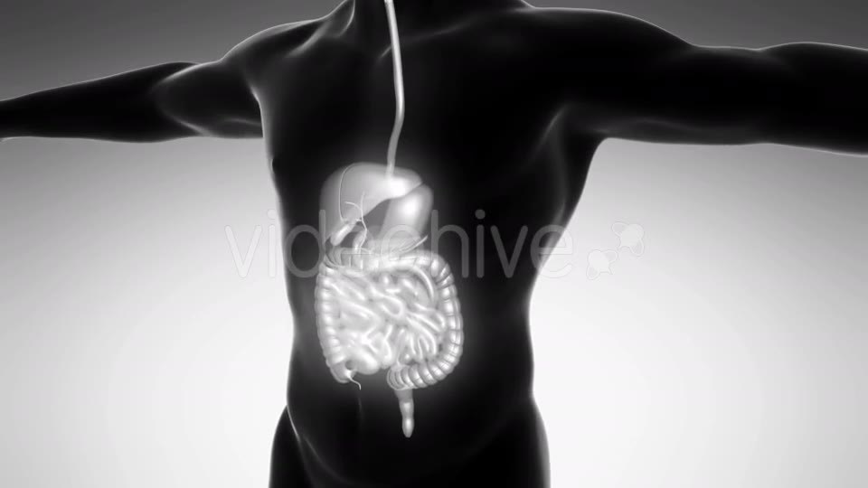 Human Body With Visible Digestive System - Download Videohive 18009302