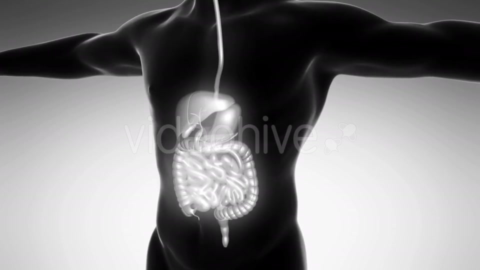 Human Body With Visible Digestive System - Download Videohive 18009302