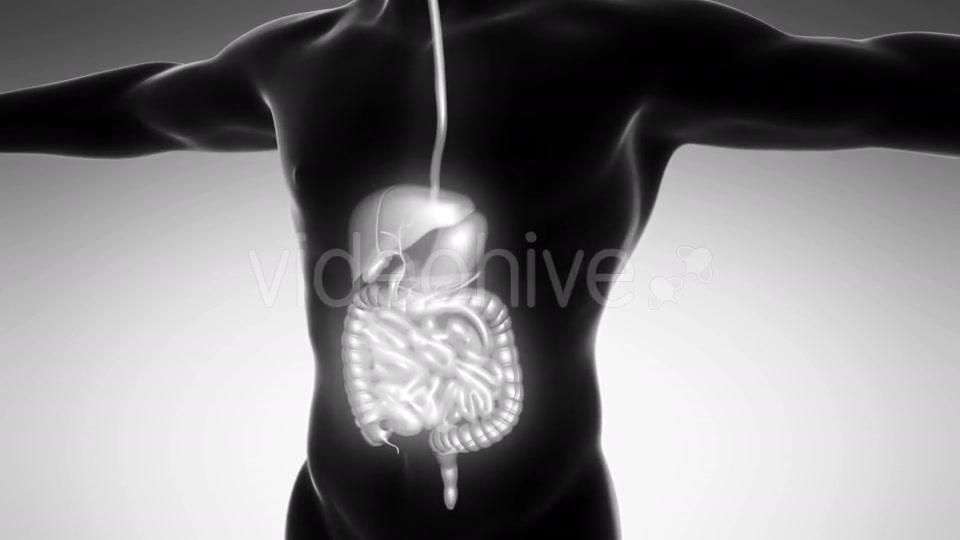 Human Body With Visible Digestive System - Download Videohive 18009302