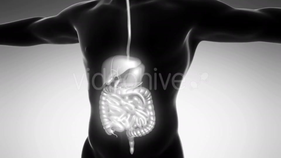 Human Body With Visible Digestive System - Download Videohive 18009302