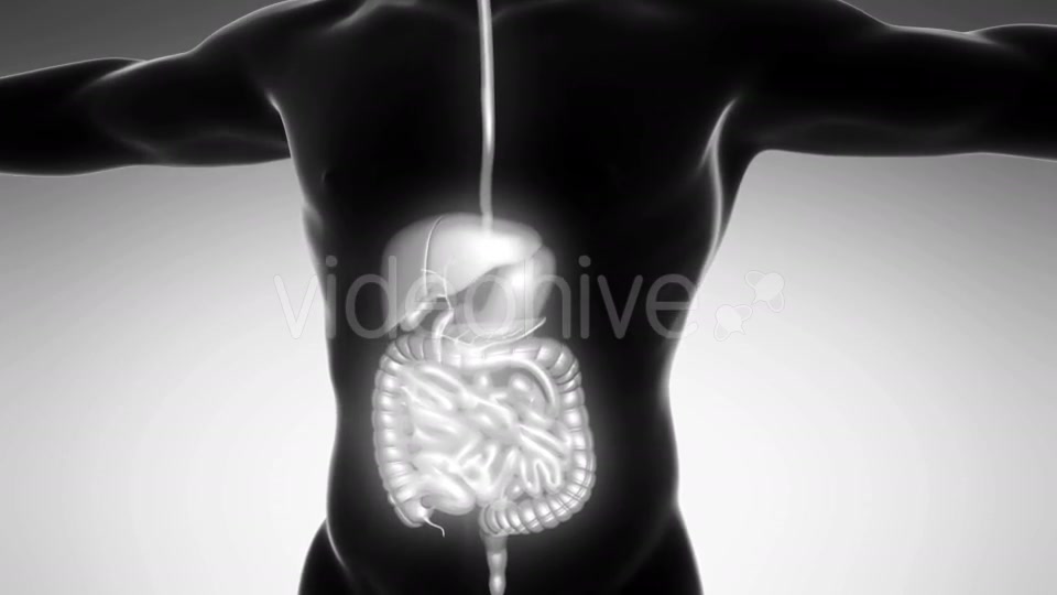 Human Body With Visible Digestive System - Download Videohive 18009302