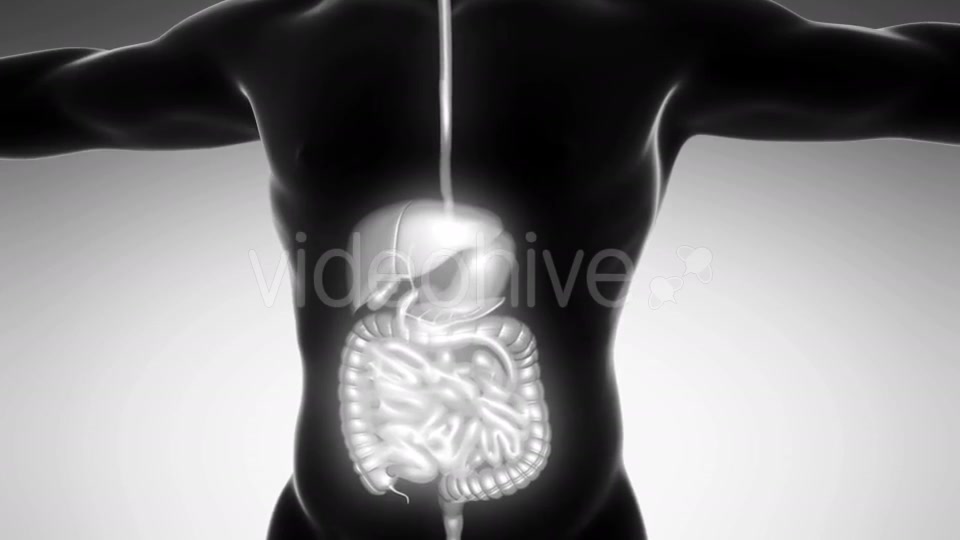 Human Body With Visible Digestive System - Download Videohive 18009302