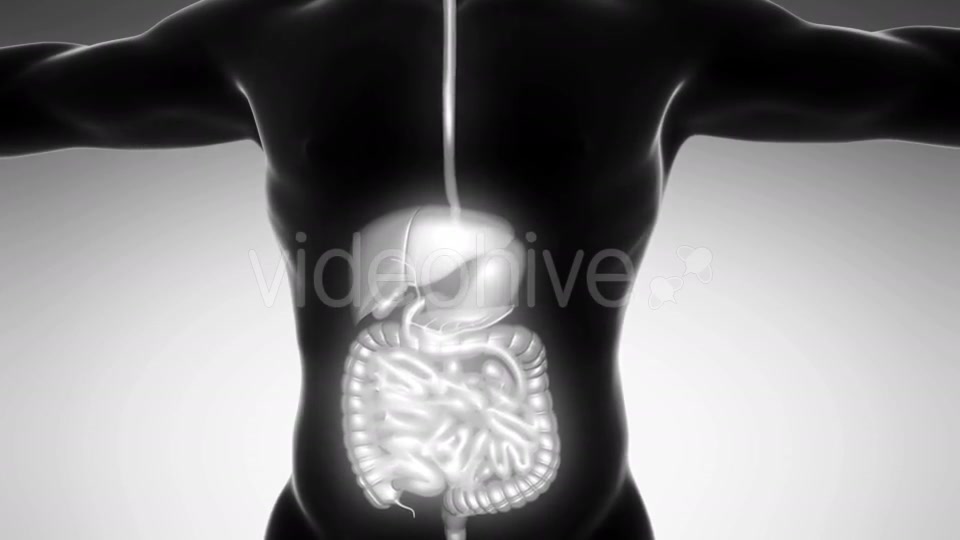 Human Body With Visible Digestive System - Download Videohive 18009302