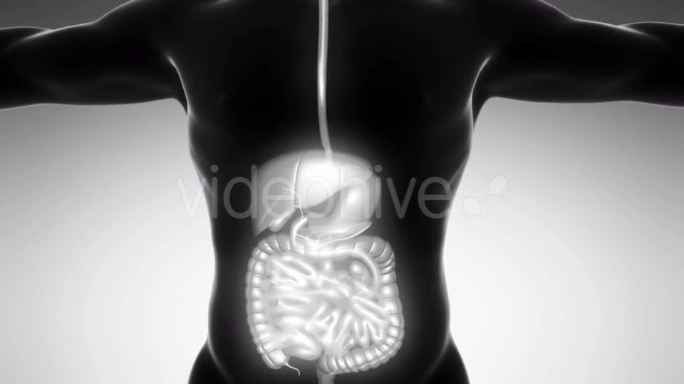 Human Body With Visible Digestive System - Download Videohive 18009302