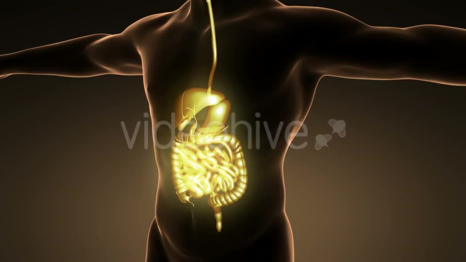 Human Body With Visible Digestive System - Download Videohive 18009308