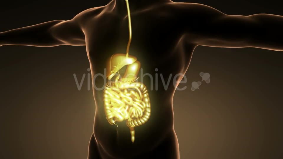 Human Body With Visible Digestive System - Download Videohive 18009308