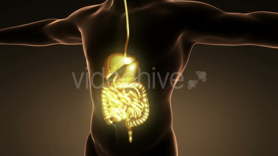 Human Body With Visible Digestive System - Download Videohive 18009308