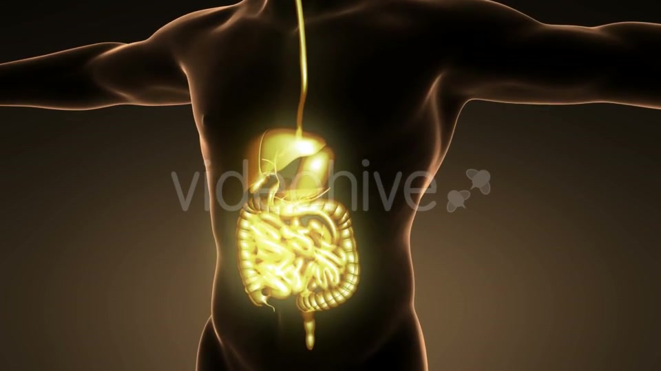 Human Body With Visible Digestive System - Download Videohive 18009308