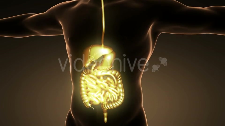 Human Body With Visible Digestive System - Download Videohive 18009308