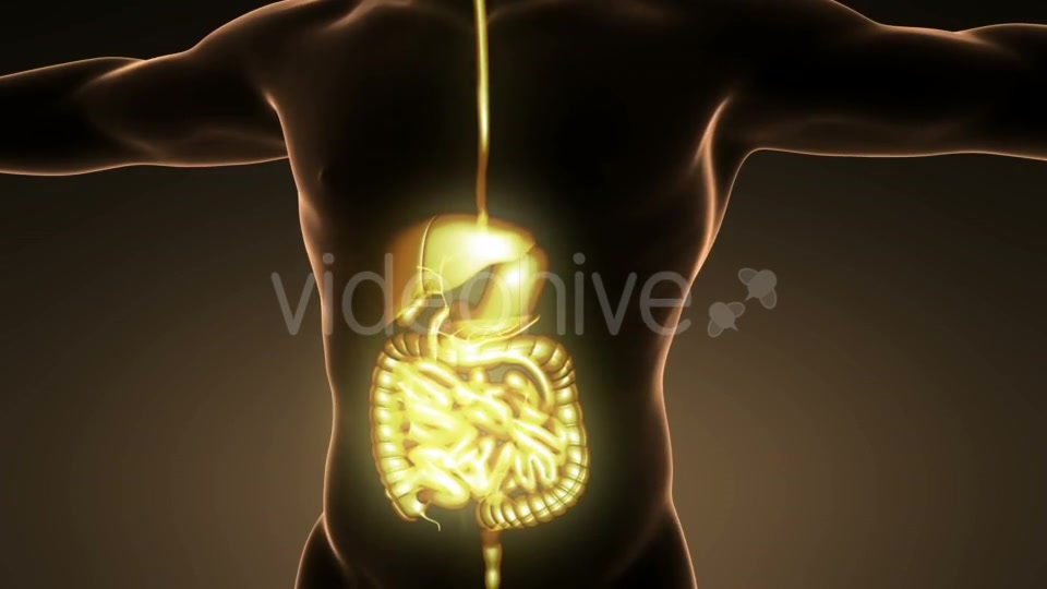 Human Body With Visible Digestive System - Download Videohive 18009308