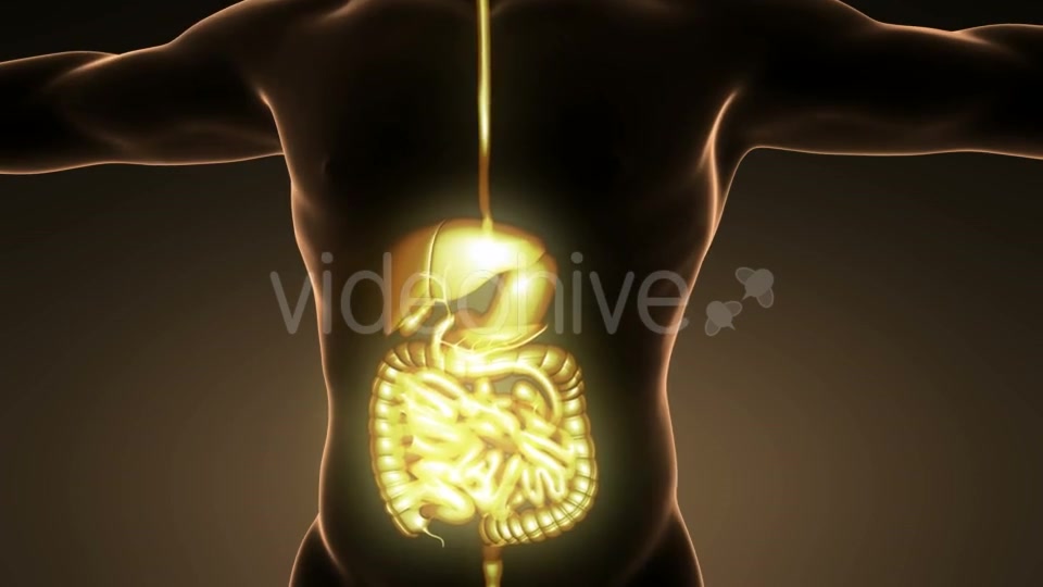 Human Body With Visible Digestive System - Download Videohive 18009308