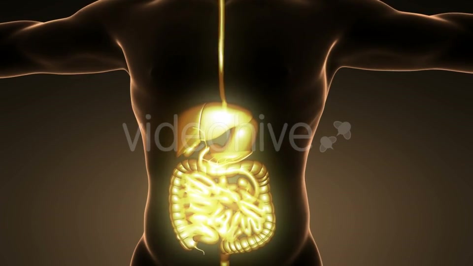 Human Body With Visible Digestive System - Download Videohive 18009308