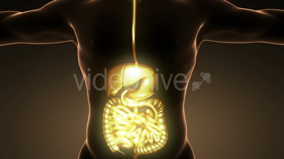 Human Body With Visible Digestive System - Download Videohive 18009308