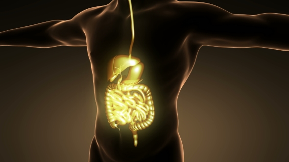 Human Body With Visible Digestive System - Download Videohive 18009308