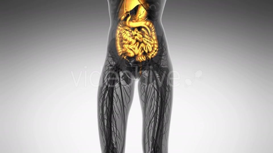 Human Body With Visible Digestive System - Download Videohive 18009342