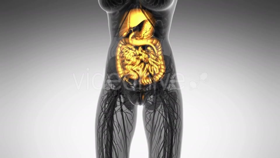 Human Body With Visible Digestive System - Download Videohive 18009342