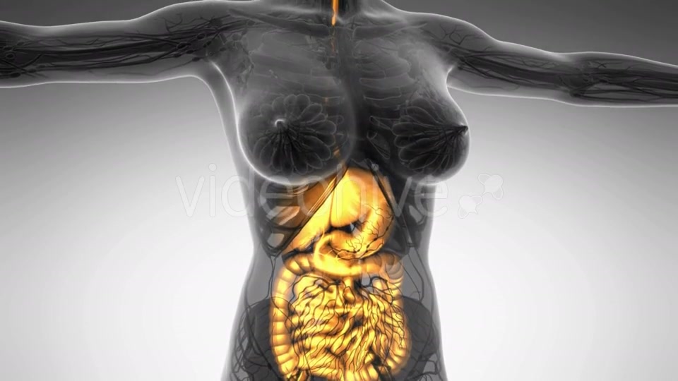 Human Body With Visible Digestive System - Download Videohive 18009342