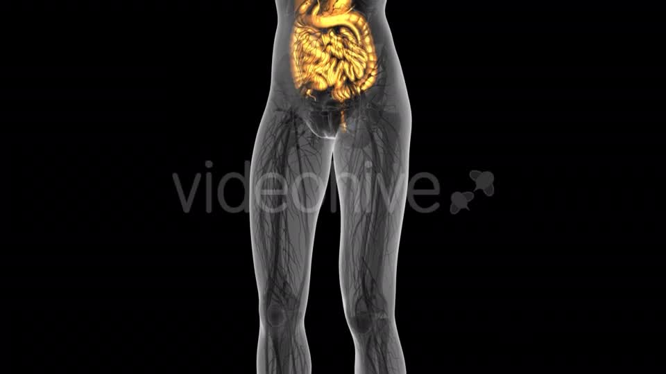 Human Body With Visible Digestive System - Download Videohive 18009351