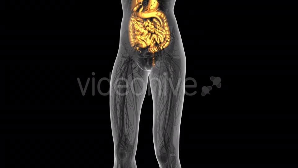 Human Body With Visible Digestive System - Download Videohive 18009351