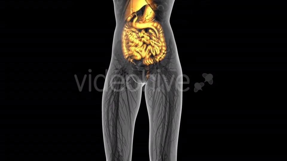 Human Body With Visible Digestive System - Download Videohive 18009351