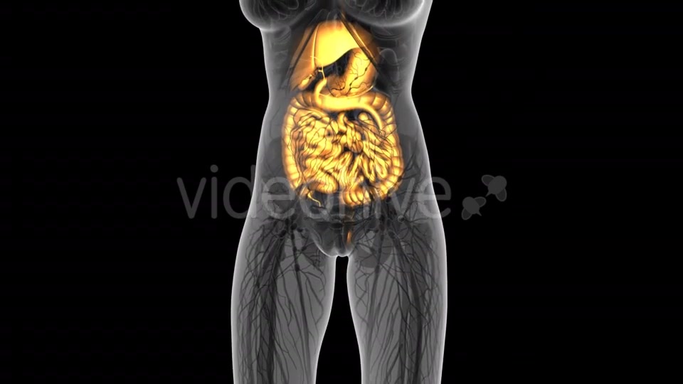 Human Body With Visible Digestive System - Download Videohive 18009351