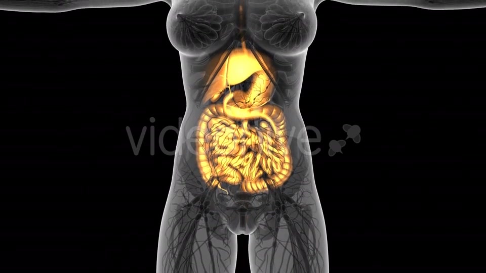 Human Body With Visible Digestive System - Download Videohive 18009351