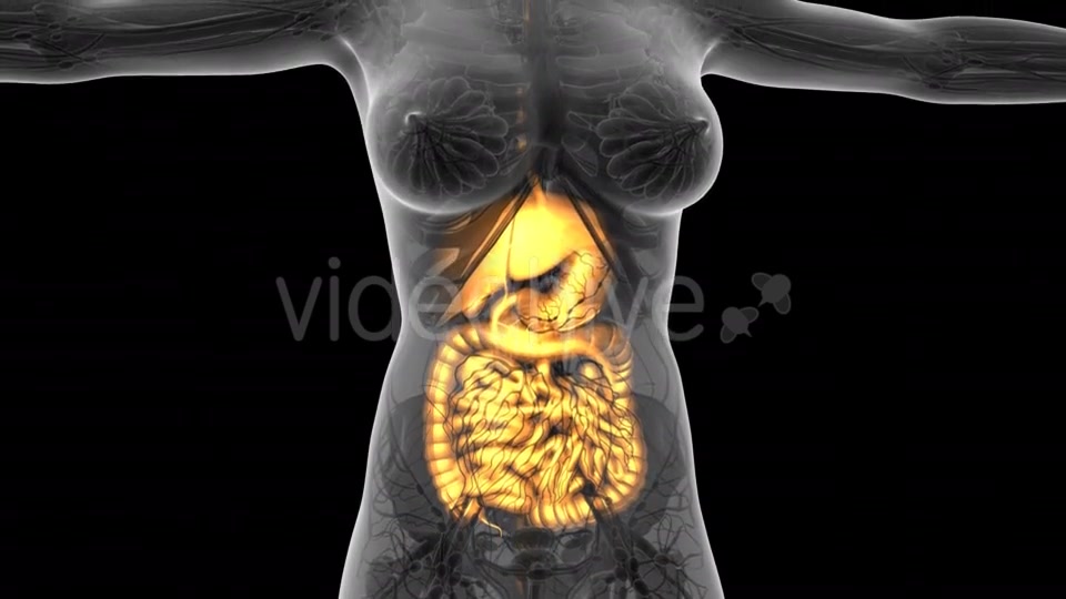 Human Body With Visible Digestive System - Download Videohive 18009351