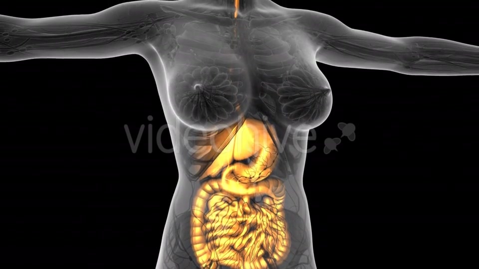 Human Body With Visible Digestive System - Download Videohive 18009351