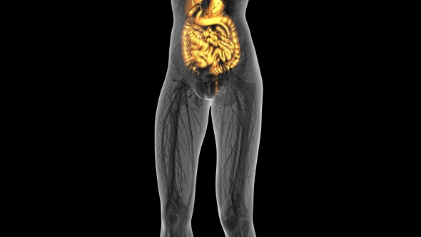 Human Body With Visible Digestive System - Download Videohive 18009351