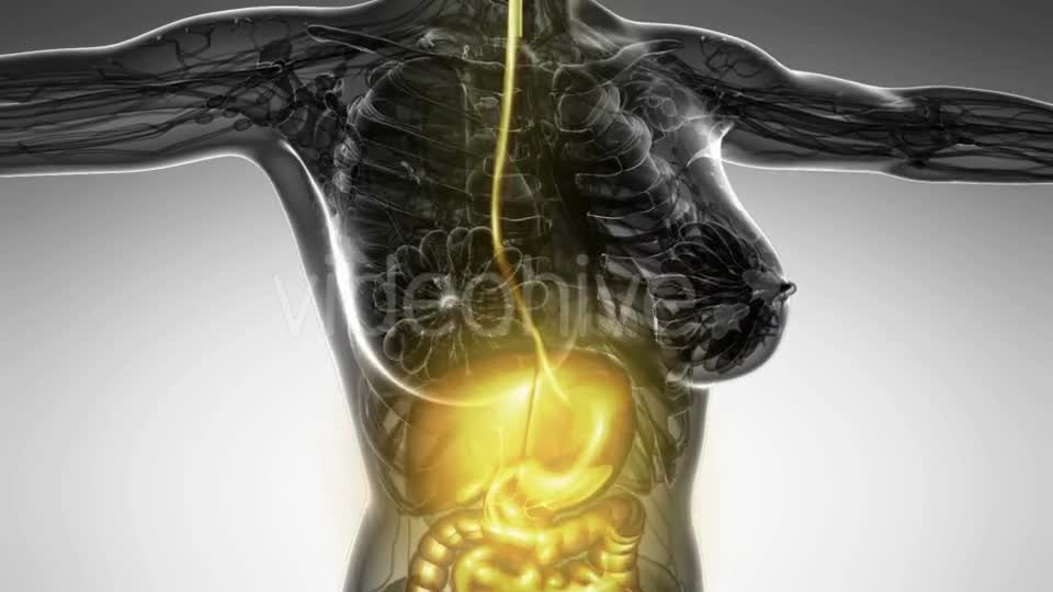 Human Body With Visible Digestive System - Download Videohive 18482308