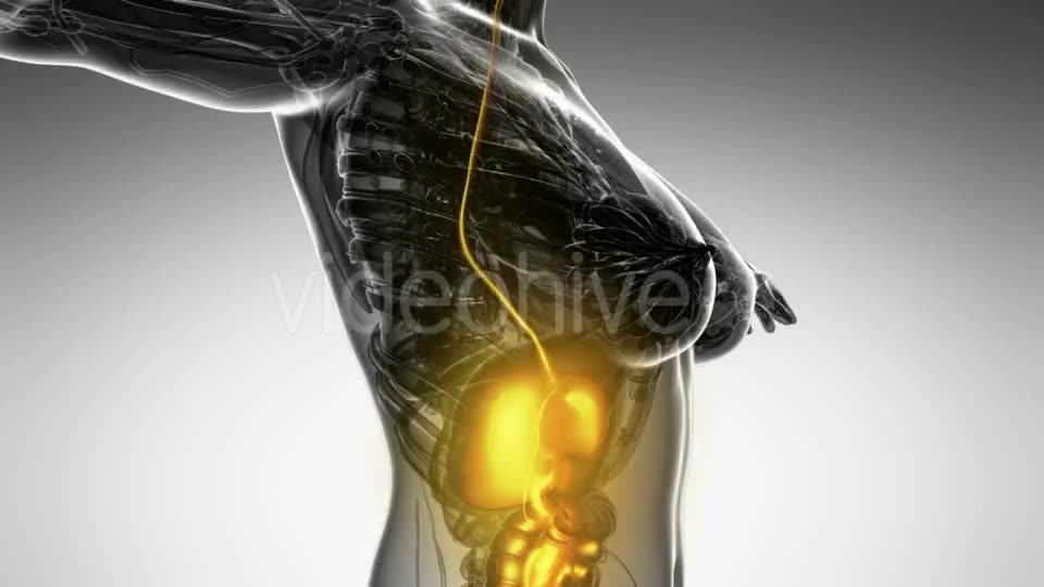 Human Body With Visible Digestive System - Download Videohive 18482308
