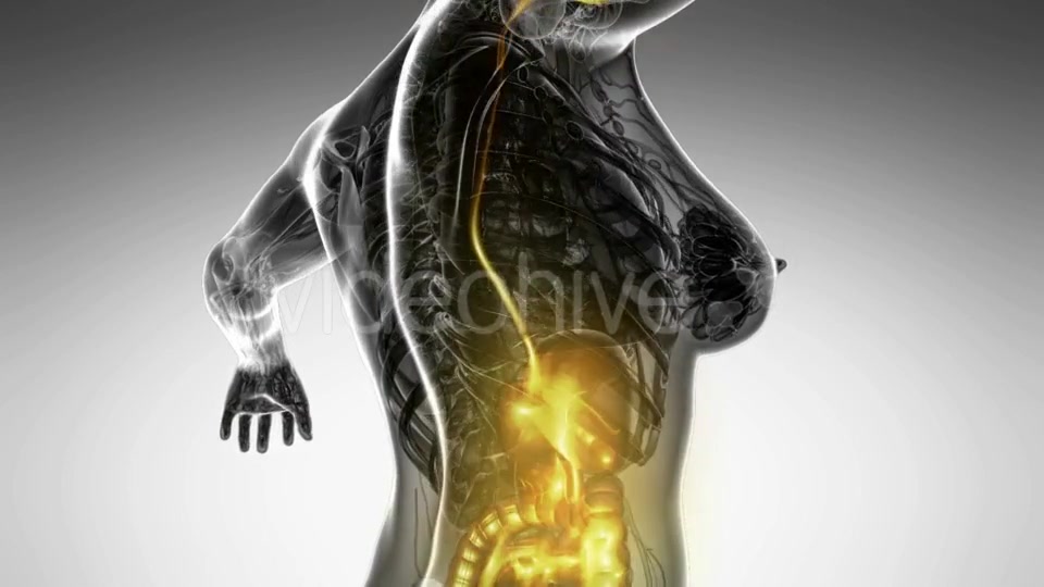 Human Body With Visible Digestive System - Download Videohive 18482308