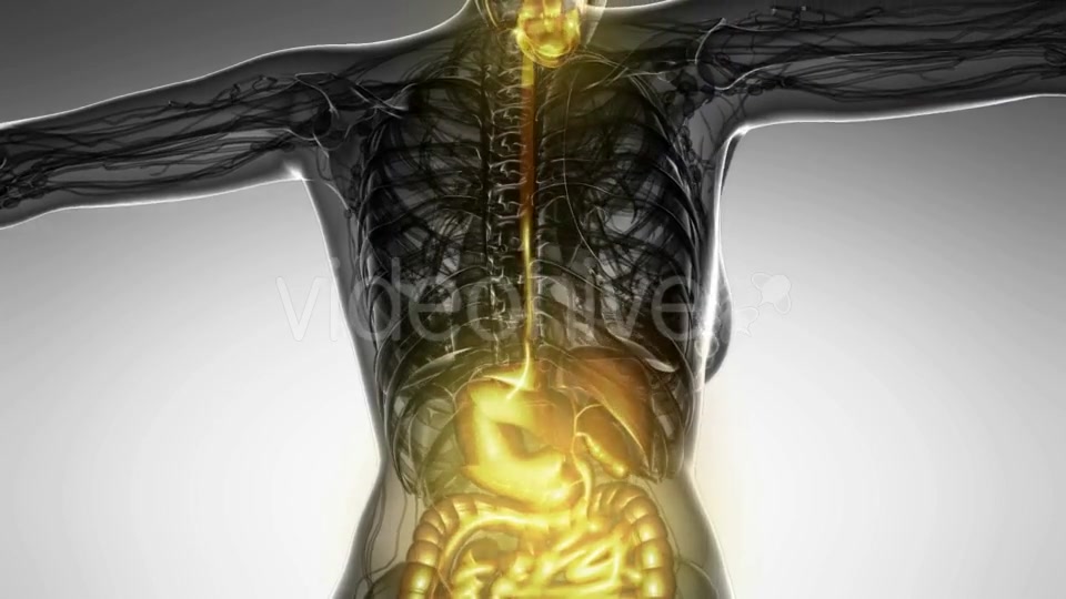 Human Body With Visible Digestive System - Download Videohive 18482308