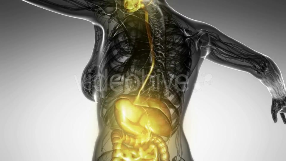 Human Body With Visible Digestive System - Download Videohive 18482308