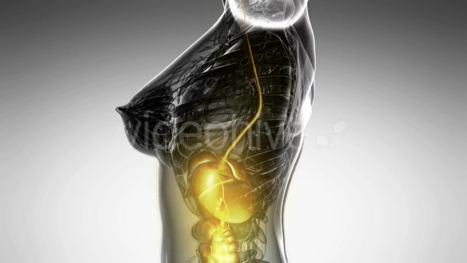 Human Body With Visible Digestive System - Download Videohive 18482308