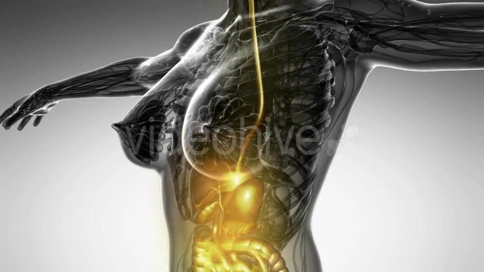 Human Body With Visible Digestive System - Download Videohive 18482308