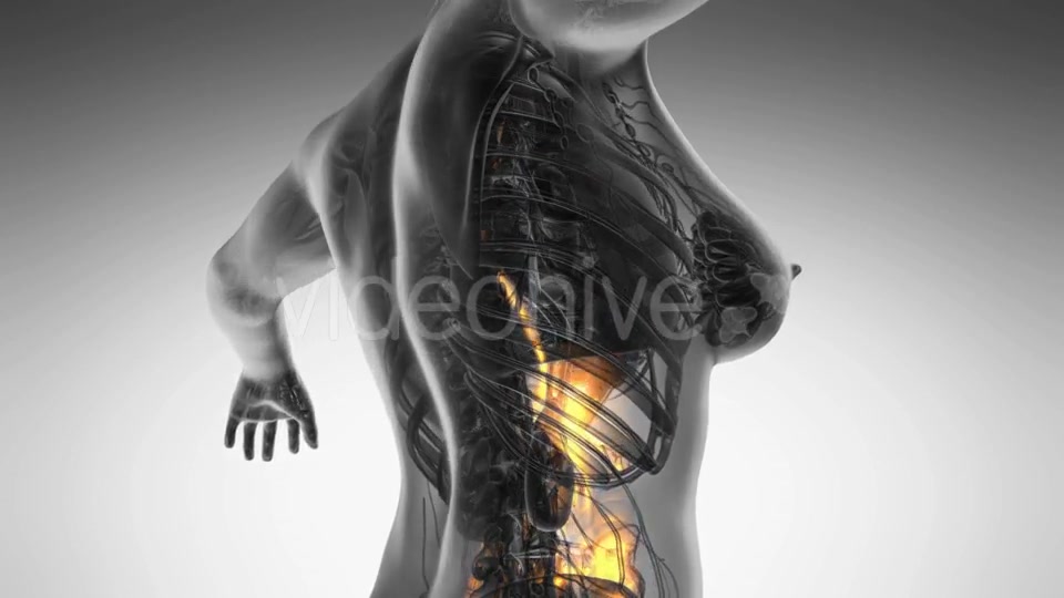 Human Body With Visible Digestive System - Download Videohive 18535446