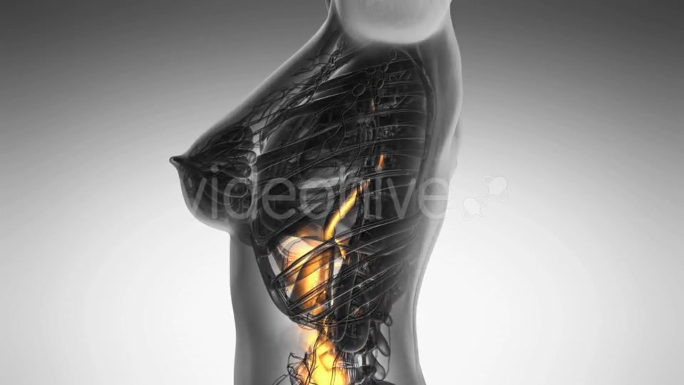 Human Body With Visible Digestive System - Download Videohive 18535446
