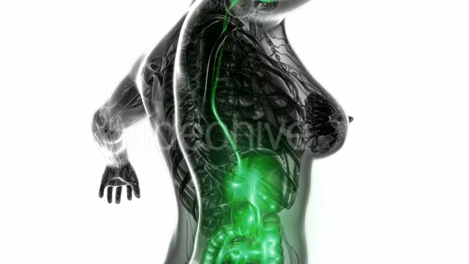 Human Body With Visible Digestive System - Download Videohive 18535459