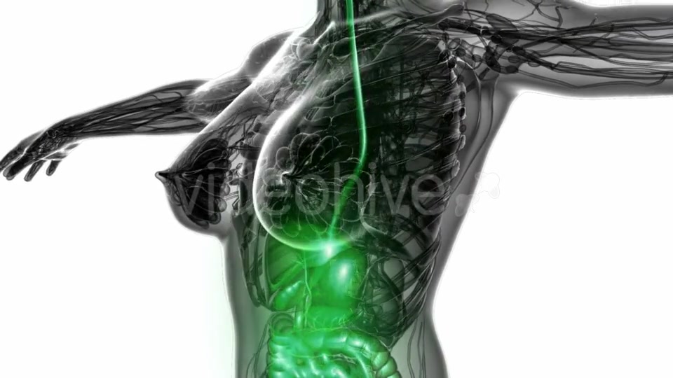 Human Body With Visible Digestive System - Download Videohive 18535459