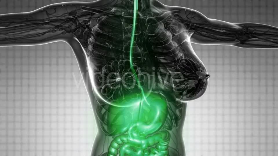 Human Body With Visible Digestive System - Download Videohive 18535464
