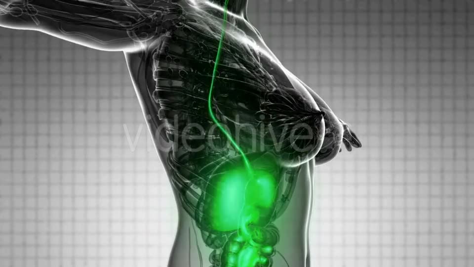 Human Body With Visible Digestive System - Download Videohive 18535464