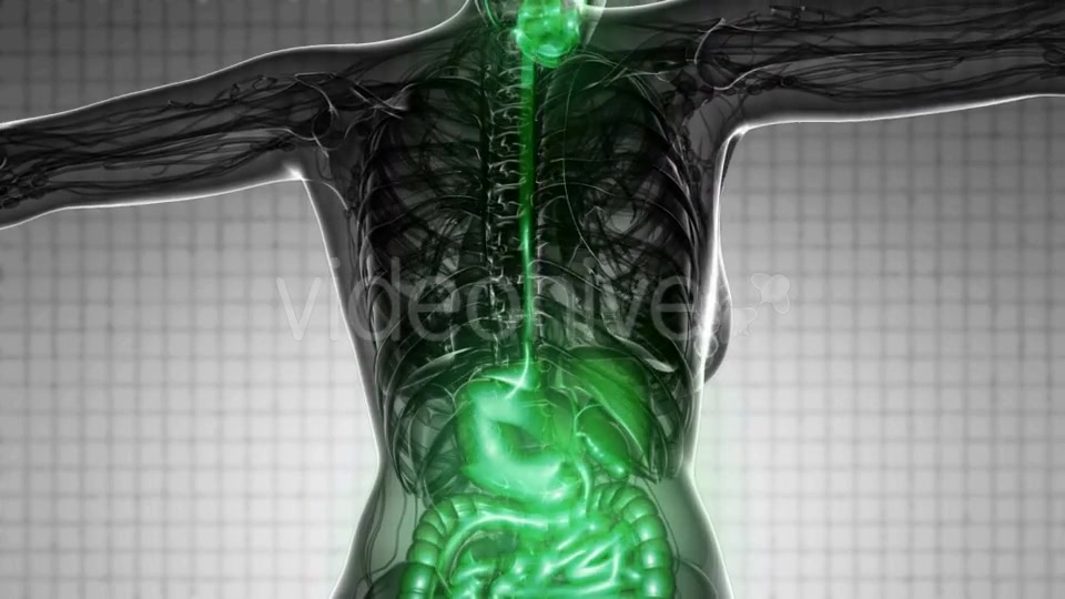 Human Body With Visible Digestive System - Download Videohive 18535464