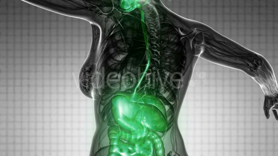 Human Body With Visible Digestive System - Download Videohive 18535464