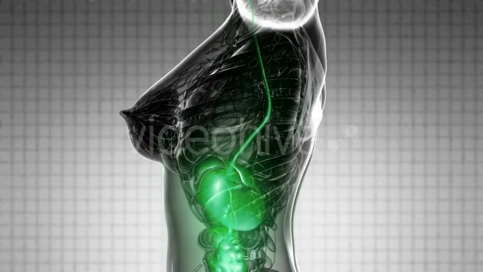 Human Body With Visible Digestive System - Download Videohive 18535464