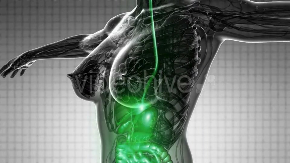 Human Body With Visible Digestive System - Download Videohive 18535464