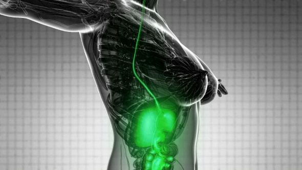 Human Body With Visible Digestive System - Download Videohive 18535464